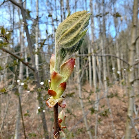 Das Bild zeigt eine junge Blattknospe auf einem Ast in einem Wald. Die Knospe ist bereits am sich öffnen und hat eine grüne, leicht faserige Oberfläche mit roten und gelben Tönen an den Spitzen. Der Ast ist braun und dünn, mit einigen weiteren, kleineren Knospen entlang. Im Hintergrund sind weitere Bäume zu sehen, die teilweise blattlos sind, was auf eine Jahreszeit wie Frühling hinweist. Der Boden ist mit trockenen Blättern bedeckt, und der Himmel ist klar und blau. Die Szene vermittelt ein Gefühl von Neubeginn und Wachstum in der Natur.