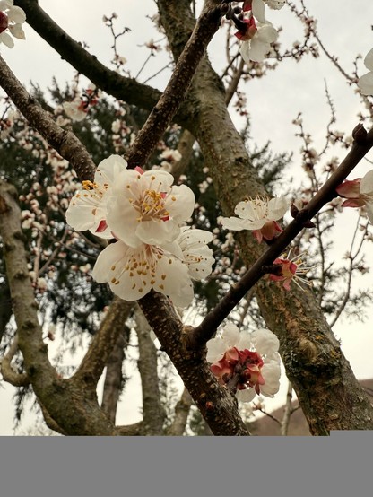 Flowering apricot tree