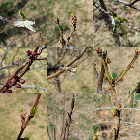 A montage of 9 photos showing fruit tree buds and leaf growth. Starting in the upper left, going left to right, A Jonathan Apple with silvery and green leaf, Bosc Pear wit a bit of a bursted bud and green/brown showing, Gravenstein Apple silvery and green leaves, Apricot with red buds, Spitzenburg Apple with quarter inch green tip, Imperial Epineuse Plum with swelling brown/green buds, Peach with swelling buds plus small green leaf, Brooks Plum with swelling brown/green buds, Comice Pear with crinkled leafed bud that is green/red.