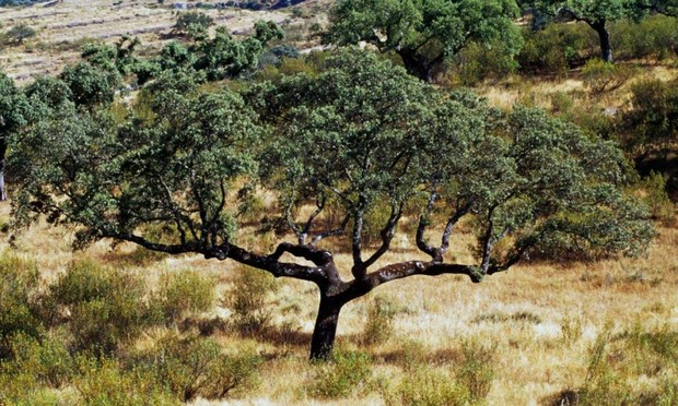 ESPAÑA - 3 DE SEPTIEMBRE: Encina (Quercus ilex) en el Parque Nacional de Monfragüe (Parque Nacional Monfragüe), Extremadura, España. (Foto de DeAgostini/Getty Images) (De Agostini via Getty Images)