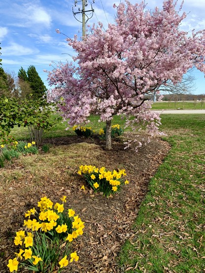 A few clusters of yellow Daffodils and a small cherry tree with full bloom.