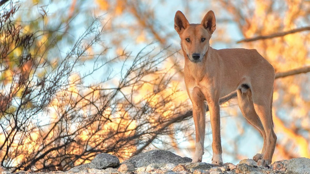 Thanks to Mark C.E. Peterson, PhD, for ‘Willy Wonka: Trickster’.
This image shows an Australian Dingo, who like the Coyote of the Americas, is sometimes known as a trickster. A wild gold-coloured dog with ears raised, looking directly at the camera, seen against a golden leafy background. Image source: ABC Australia.