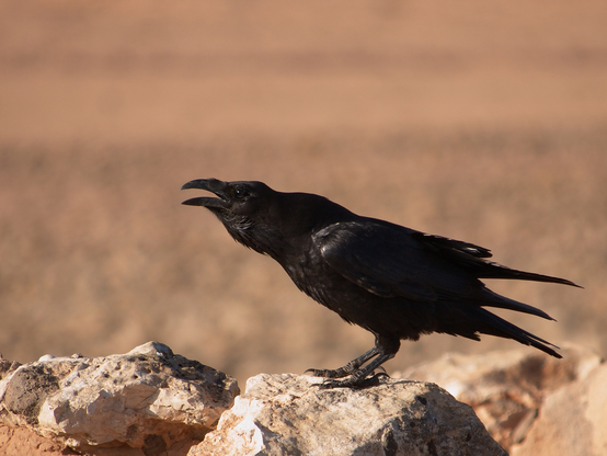 Corvus corax (known as common raven) standing on a rock and calling.