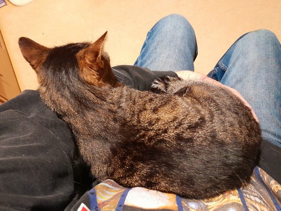 Pussy Galore, a tiger tabby, curls up on my lap for some lovin'.