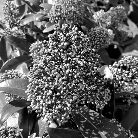 Florets of the Skimmia japonica for #MonochromeMonday
