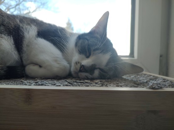 Der Kater Sammy liegt auf dem Bauch, der Kopf zur seit gedreht und die Augen leicht geöffnet
