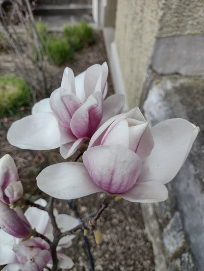 Das Bild zeigt eine Gruppe von Magnolia-Büscheln mit weißen Blüten, die einen sanften Rosa- und Lilatönen aufweisen. Die Blüten sind in voller Blüte und haben große, weiche Blütenblätter, die sich elegant öffnen. Im Hintergrund ist ein Teil eines Gebäudes mit einer cremefarbenen Wand und einem grauen Steinbereich zu sehen. Der Boden ist mit Erde bedeckt, und im Hintergrund sind einige Gräser und ein weiterer Baum zu erkennen. Die Blüten sind die Hauptfokuspunkte des Bildes und stehen in einem natürlichen, gepflegten Gartenbereich.
