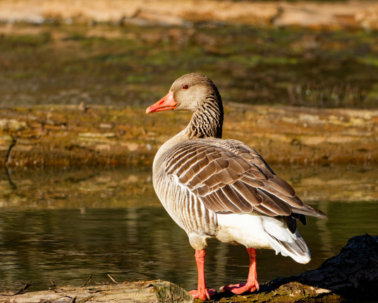 A greylag goose on a trunk in the water illuminated by the sun