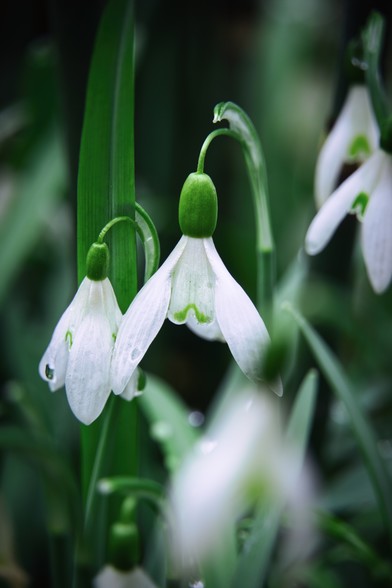 Snowdrops after the rain