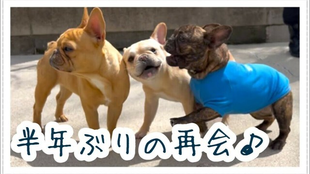 その後の子犬たちと今の子犬たち【フレンチブルドッグ】