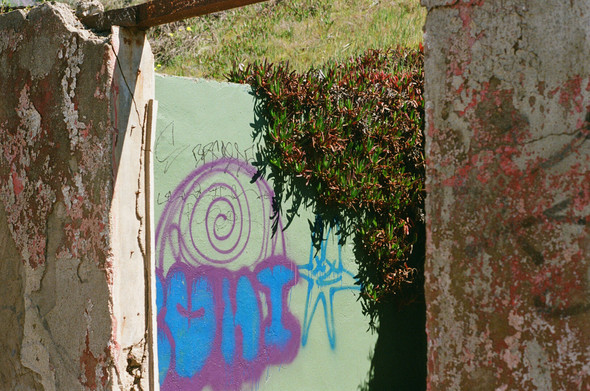Tags/graffiti on a seafoam green wall with dangling ice plant, I think, glowing in the spring sun.