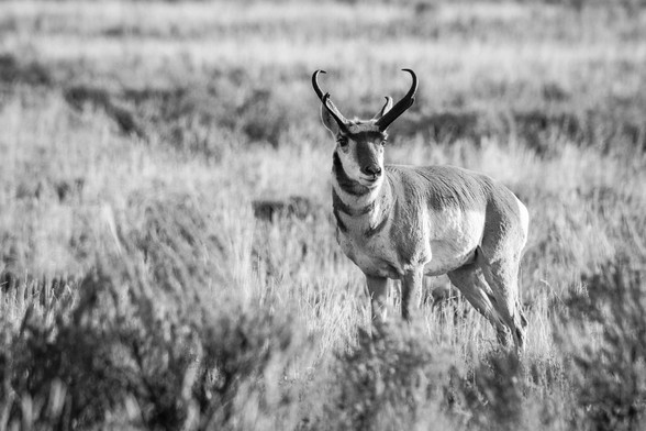 A pronghorn buck standing on a field of sage brush.