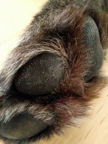 Nahaufnahme einer Hundepfote in Untersicht.  Schwarze Zehenballen mit grauem, braunem und schwarzen Fell.  //  
Close-up of a dog's paw from below. Black toe pads with gray, brown and black fur.