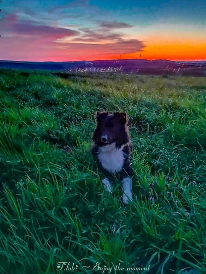 Das Bild zeigt einen Australian Shepherd, der auf einer saftig grünen Wiese liegt. Der Hund hat ein dichtes, schwarz-weißes Fell mit einer weißen Brust, weißen Vorderpfoten und einem dunklen Kopf mit spitzen Ohren. Sein Blick ist aufmerksam, als würde er die Umgebung beobachten.

Der Hintergrund ist von einer sanften Hügellandschaft geprägt, und die untergehende Sonne taucht den Himmel in ein beeindruckendes Farbenspiel aus kräftigem Orange, warmem Rot und tiefem Blau. Ein paar Wolken reflektieren das Licht, während in der Ferne kleine Lichtpunkte von einem Dorf sichtbar sind.

Am unteren Rand des Bildes steht in eleganter Schrift der Satz: „Floki – Enjoy the moment“.