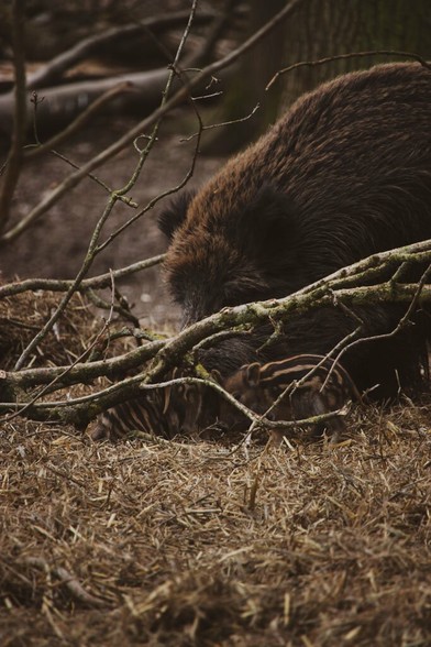 Hinter einigen Ästen verstecken sich mehrere Frischlinge mit ihrer Wildschwein-Mama.