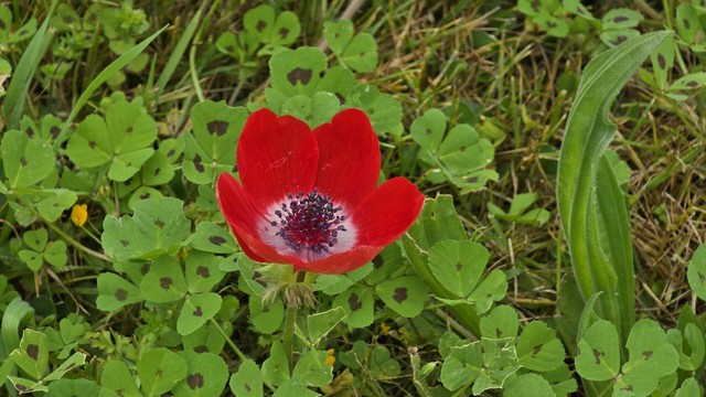 Fiore di anemone rosso in mezzo ad un prato di trifoglio