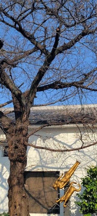 A large tree with bare branches stands in front of a white building with a tiled roof, set against a clear blue sky. Near the base of the tree, a golden sculpture depicts two stylized Japanese mythological creatures known as "kappa". The figures appear to be swimming or floating, with dynamic poses and wave-like metal elements suggesting motion through water. One kappa is oriented headfirst downward, while the other arches playfully beneath it.