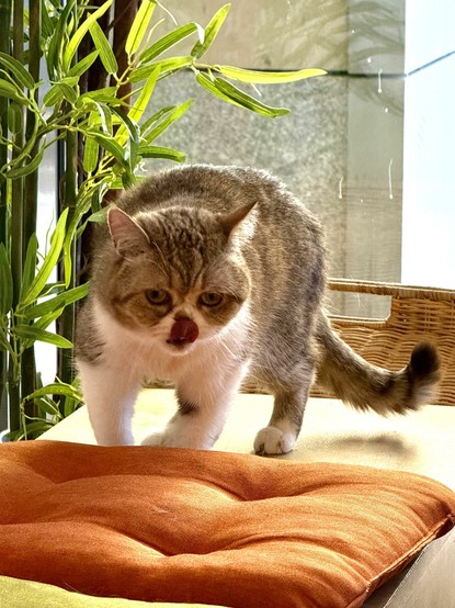 A light brown tabby cat with a white front, licking its nose while standing on a seat with an orange cushion, in a cat café (PurrPurr) in Warsaw.