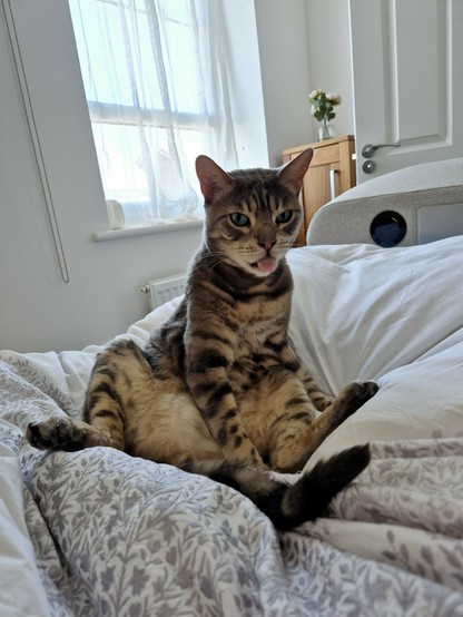 Otis the cat is sitting upright on his bum like a human sits, his tongue is poking out, and he looks adorably silly