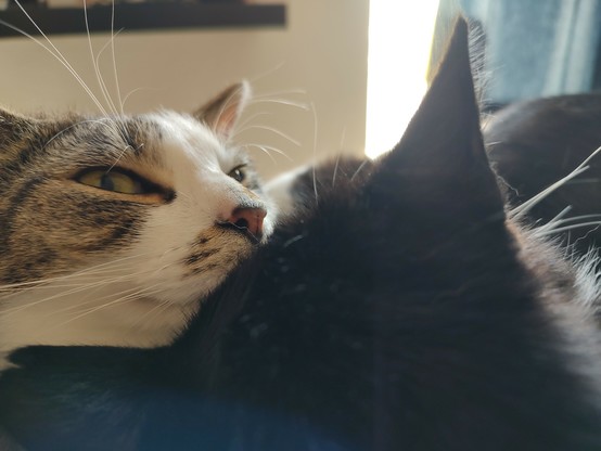 Das Köpfchen von Kater Sammy und vom Kater Phips. Sie liegen gemeinsam in der hängekuhle vom Kratzbaum