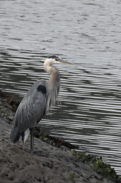 Blue Heron, we're going down to the Nisqually Estuary this weekend, and pre-gaming the nature photo shoot.