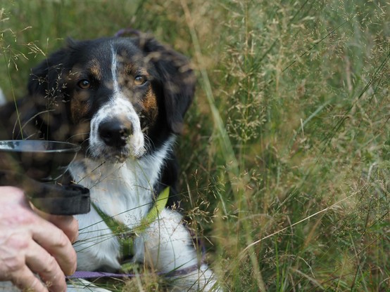 Black and white dog with brown markings around the eyes laying on the grass and looking straight to the photographer. Coming from the left there is a hand offering water for the dog. Dog is on the left side of the photo and right side has only grass. There is some blurred grass in the foreground creating some interesting details, but it doesn't block the view for the dog.