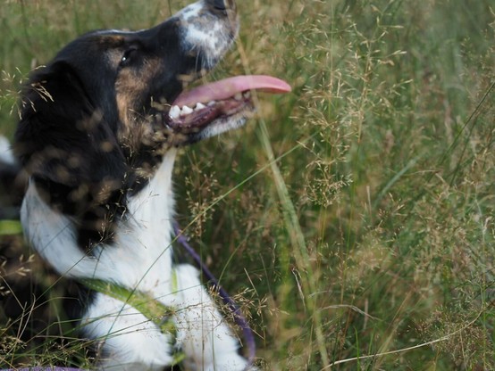Side profile of a black and white dog with brown markings around the eyes laying on the grass. Dog is looking to right with its mouth open.

Dog is on the left side of the photo and right side has only grass. There is some blurred grass in the foreground creating some interesting details, but it doesn't block the view for the dog.