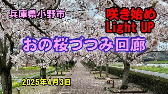 兵庫県小野市　おの桜づつみ回廊　2025年4月3日「咲き始め（夜間ライトアップ）」