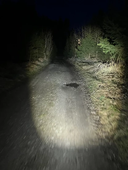 Forstweg im Scheinwerferkegel