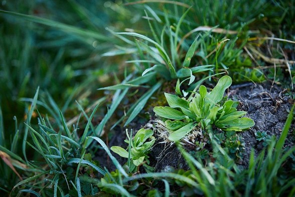 Wilder Feldsalat unscheinbar zwischen Gras