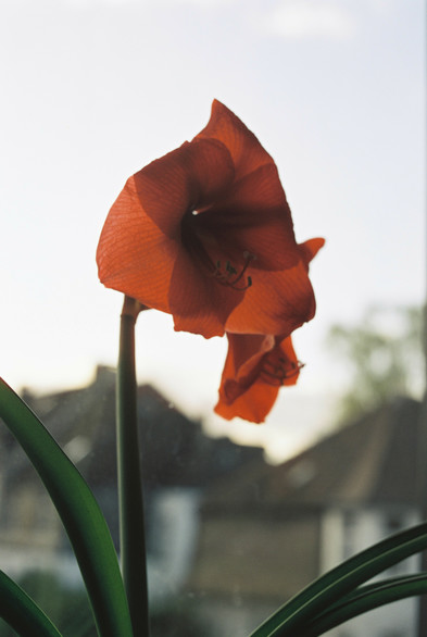 Analog color photo of a red amaryllis flower in soft natural light, photographed indoors against a window with blurred rooftops and trees in the background. (Photo by me, CC-BY-4.0, Leica R3, Leica-R 50mm f/2, Cinestill 50)