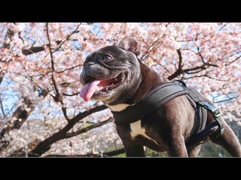 飼い主の本音　桜とフレンチブルドッグ