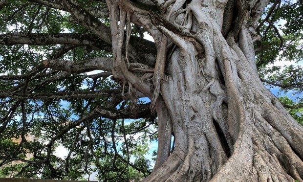 Una imagen de archivo de un árbol centenario (Getty Images)