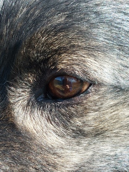 Nahaufnahme eines braunen Hundeauges umgeben von grauschwarzem Fell. Bei genauer Betrachtung ist zu erkennen, dass sich die photographierende Person im Auge spiegelt.  

Close-up of a brown dog's eye surrounded by gray-black fur. If you look closely, you can see that the person taking the photo is reflected in the eye.