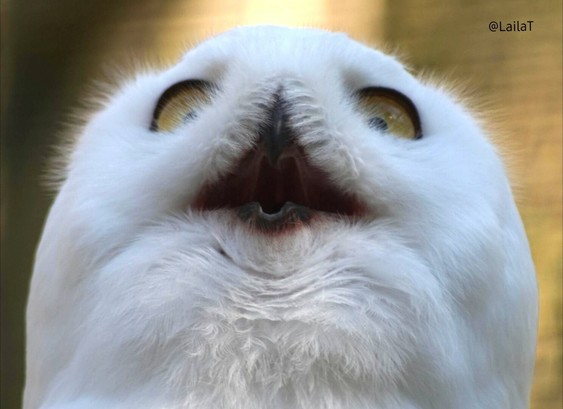 Der Kopf einer Schneeeule von schräg unten fotografiert. Ihr Schnabel steht offen, so dass man in diesen hineinschauen kann. Die Augen sind weit aufgerissen, die Pupillen klein, und von ihrem Kopf steht seitlich etwas Gefieder ab. Sie sieht sehr überdreht aus.