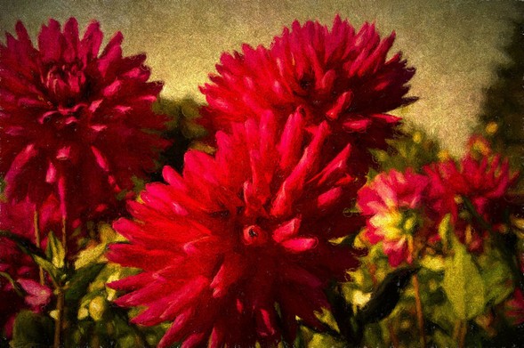 In The Dahlia Field! https://pixels.com/featured/in-the-dahlia-field-thom-zehrfeld.html #dahlia #flowers #dahlias #dahliaseason #garden #nature  #BuyIntoArt #Art #ThomZehrfeldPhotography #PhotographyIsArt #Photography #Fotografie
#ArtForSale #ArtMatters #MastoArt #Mastodon #ArtforInteriorDesign #HospitalityInteriors 
#InteriorDesign #Wallart #InteriorDecorating #WallArtForSale #PhotoOfTheDay #FediGiftShop  #GiftIdeas #FediArt #Prints #FediArtShop #Colorful