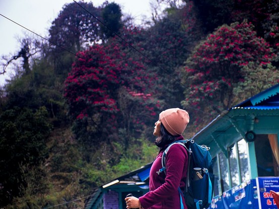A backpacker is looking towards the rhododendron flower while trekking to Gohreapani Poon Hill at Annapurna region