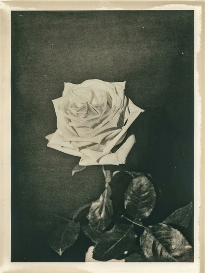 This image is a lith print created in a darkroom. It features a single rose in full bloom, centered against a dark, textured background. The lith printing technique gives the image a distinctive, high-contrast appearance with soft mid-tones and grainy texture, especially noticeable in the petals and leaves. The rose appears almost luminous, with delicate highlights and shadows enhancing its intricate structure. The border of the print shows signs of chemical staining or developer marks, adding to the vintage, handmade aesthetic typical of lith prints.