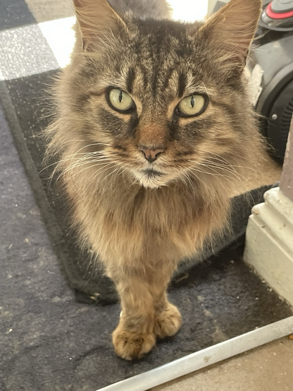A fluffy brown tabby cat/maine coon with green eyes looks directly at the camera. The cat is standing on a dark gray textured surface.