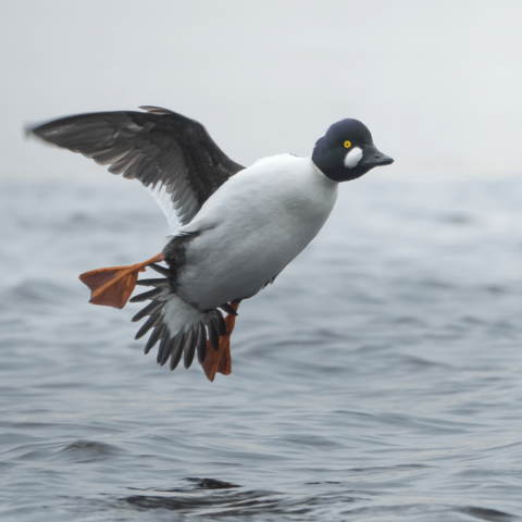Telkkä. Goldeneye.