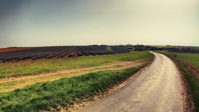Route longeant un champ de lavande