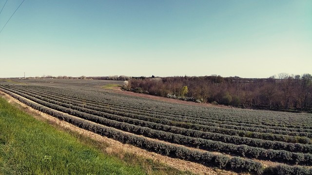 Champ de lavande sur le coteaux de l'aigre