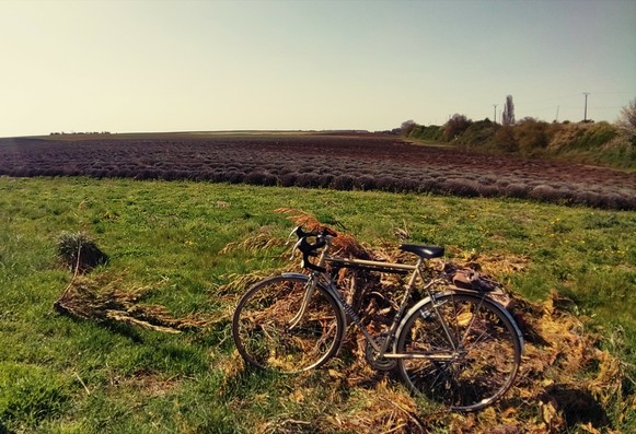Un vélo de route vintage des années 80 devant un champ de lavande