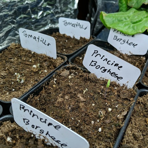 A photo showing a new tomato seedling that is up and leaves out. It is a Principe Borghese tomato as indicated on the plant tag. Left of it are tomatilloes starting to sprout but not up. There is some leaf lettuce visible in the upper right. The seedlings are in tall 3.5 inch square pots in a 1020 tray.