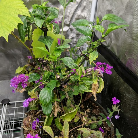A photo showing a jungle of different plants in a 1020 tray in the corner of an enclosed grow tent. The main feature is a saved from last year Red Marconi sweet pepper plant. It is starting to grow new leaves. It has verbena plants growing around it with pink/purple flowers that are in separate pots. There is also a rose campion/Lychnis and grape vine growing in other pots.