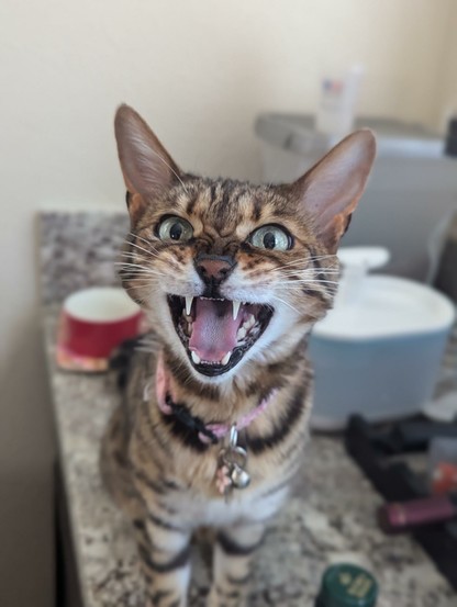 angry Bengal cat hissing at the camera