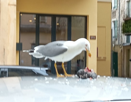 Seagull sitting on the roof of a silver car, picking on a dead dove.