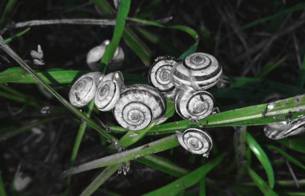 snails photo