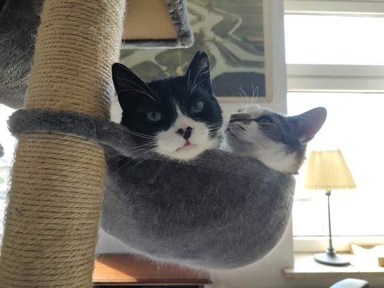 Die beiden Kater Phips und Sammy liegen eng aneinander in der hängekuhle vom Kratz Baum
Phips blickt direkt in die Kamera während Sammy etwas an den Rand gedrängt in eine aber Richtung blickt