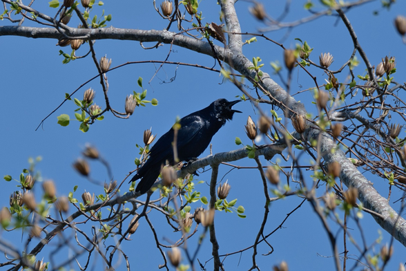 A calling fish crow (glossy all-black bird with a thick beak) in a budding tree against a clear blue sky.